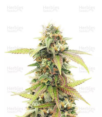 Skywalker Ghost x Triangle Kush