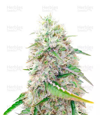 Sour Diesel