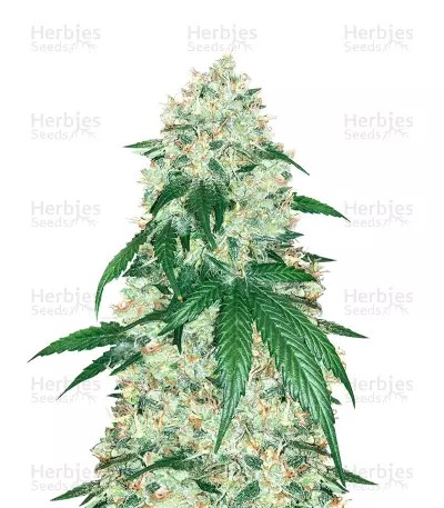 Stardawg-image