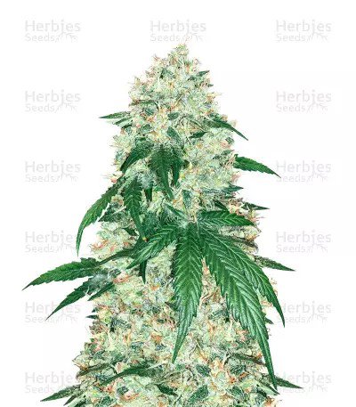 Stardawg