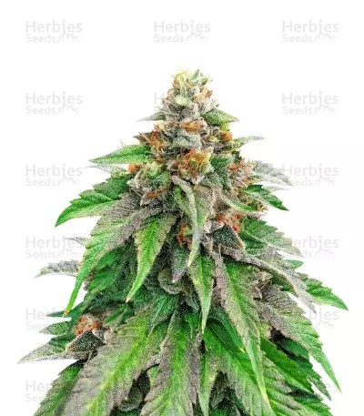 Strawberry Amnesia-image