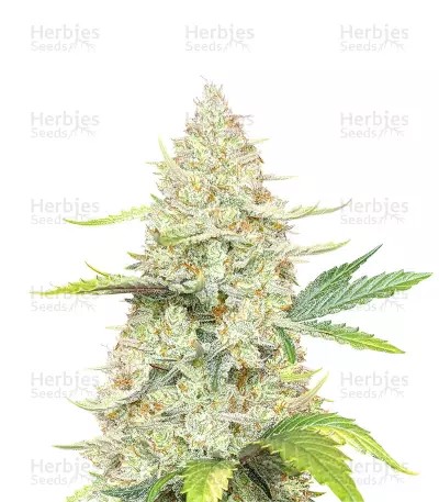 Sunset Sherbet-image