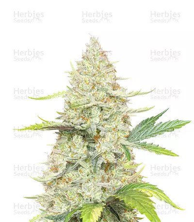 Sunset Sherbet