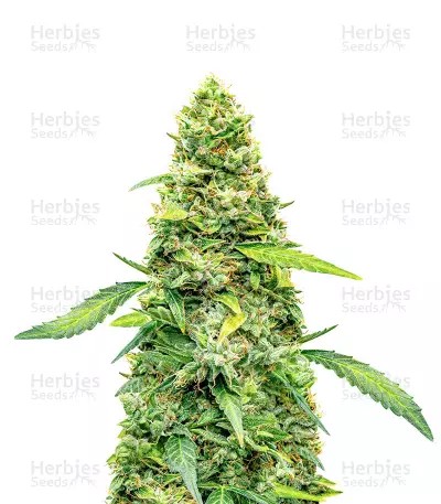 Super Lemon Haze Auto-image