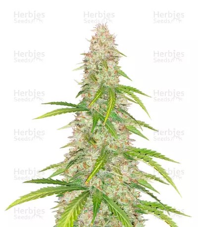 Super Skunk Auto-image
