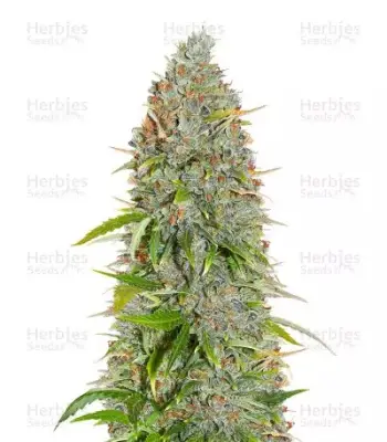 Wedding Cake Auto
