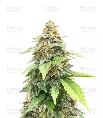 White Rhino-image
