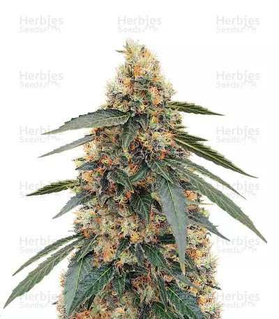 White Widow Fast Version