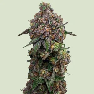 Cosmic Cheddar F1-image