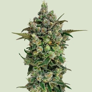 Dark Matter Cake F1-image