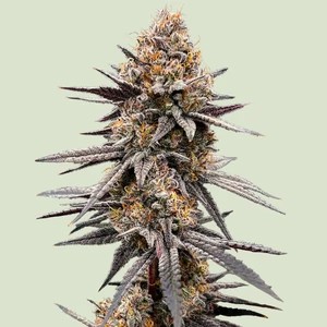 Gravity Berry F1-image