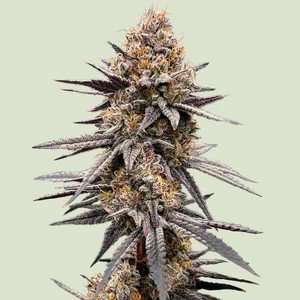 Gravity Berry F1