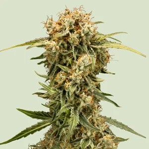 Medusa F1-image