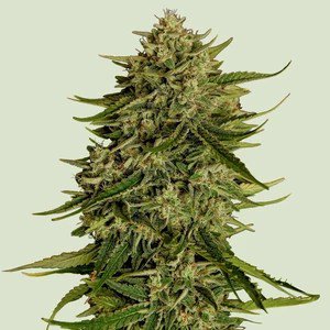 Quantum Terp F1