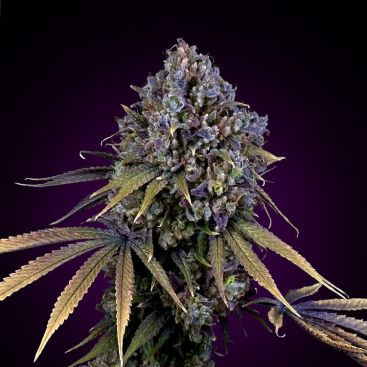 AFGHAN KUSH FEMINIZED-image