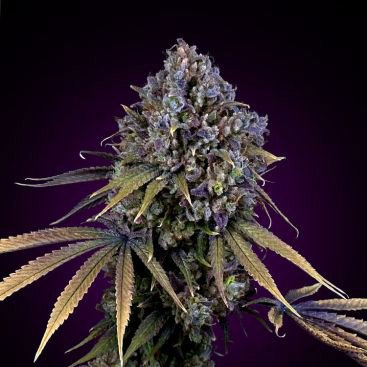 AFGHAN KUSH FEMINIZED