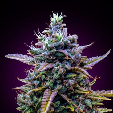 AFGHAN PURPLE KUSH FEMINIZED