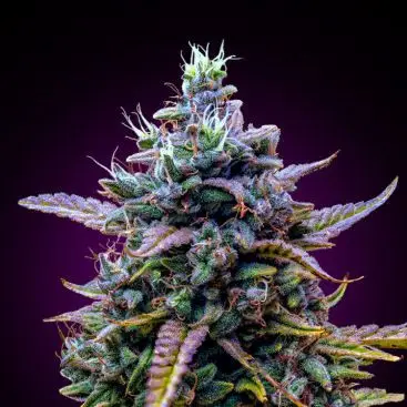 AFGHAN PURPLE KUSH FEMINIZED