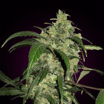 AK 47 FEMINIZED