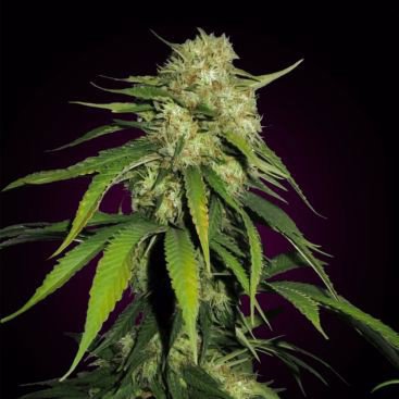 AMNESIA FEMINIZED
