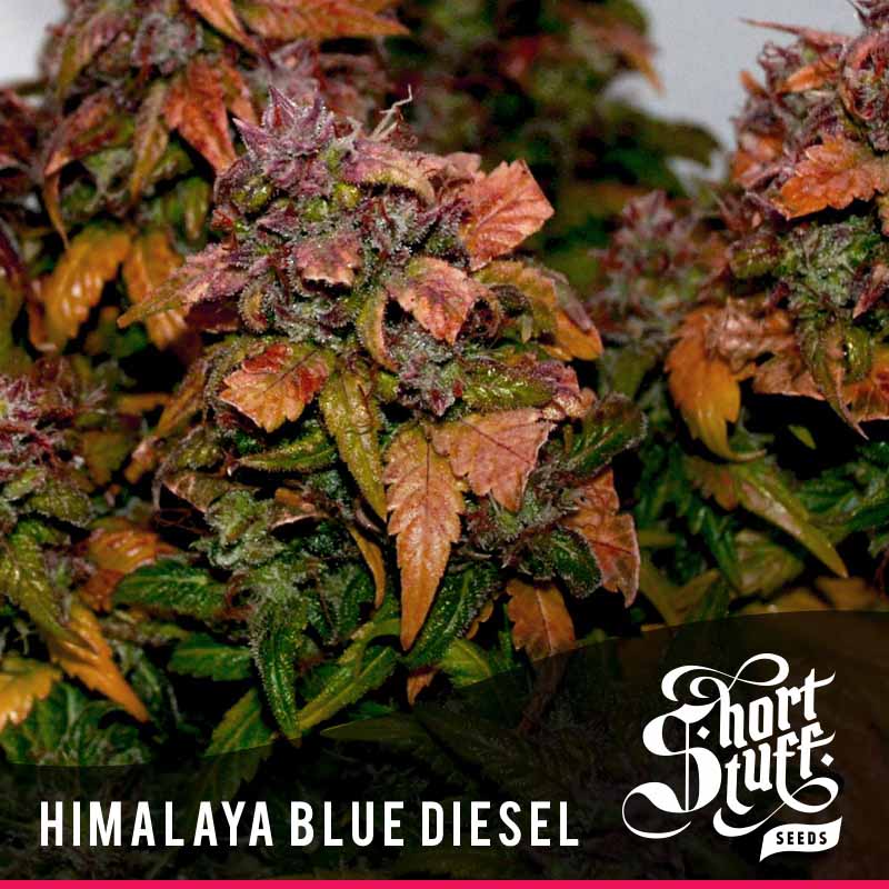himalaya-blue-diesel-image
