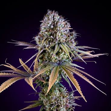 AUTO AFGHAN KUSH FEMINIZED-image