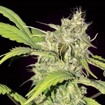 AUTO AK 47 FEMINIZED-image