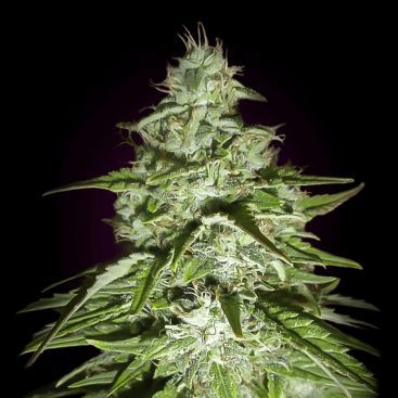 AUTO AMNESIA FEMINIZED