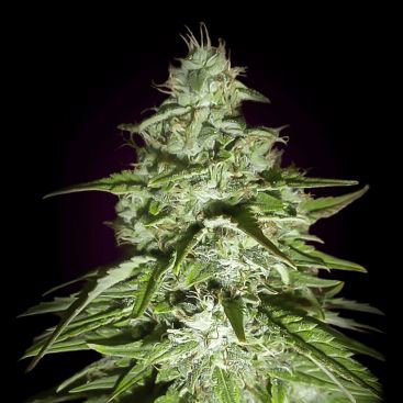 AUTO AMNESIA FEMINIZED