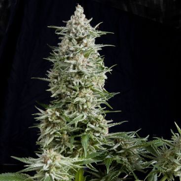 AUTO AMNESIA X3 FEMINIZED-image