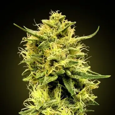 AUTO BANANA PUNCH FEMINIZED