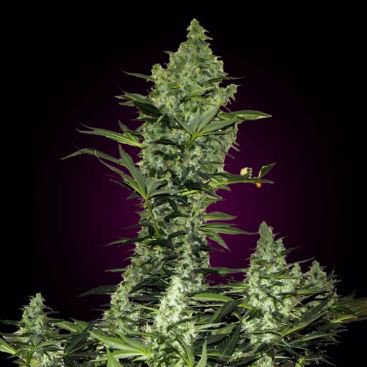 AUTO BIG BUD FEMINIZED