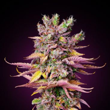 AUTO BIG CHEESE FEMINIZED-image