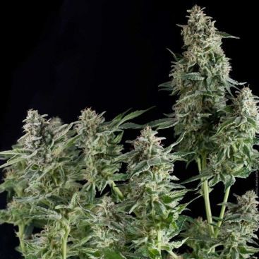 AUTO BIG GUN FEMINIZED-image