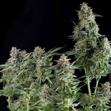 AUTO BIG GUN FEMINIZED