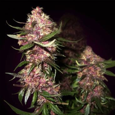 AUTO BLACK COOKIES FEMINIZED