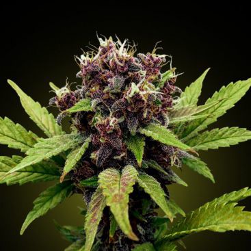 AUTO BLOODY BEAST FEMINIZED-image