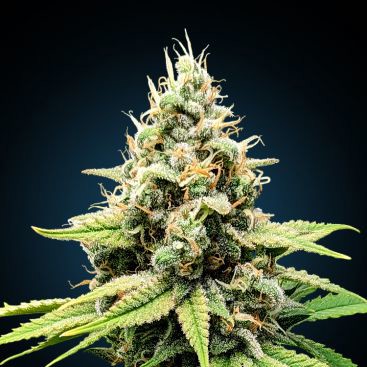 AUTO BLUE DREAM FEMINIZED-image