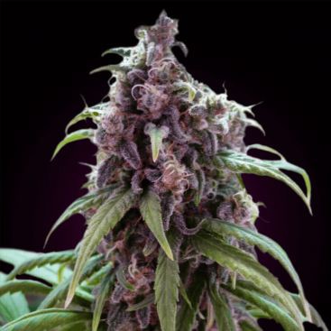 AUTO BLUEBERRY FEMINIZED-image