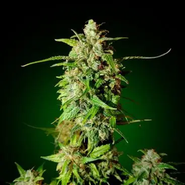 AUTO BRUCE BANNER FEMINIZED