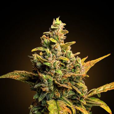AUTO BUBBLE GUM FEMINIZED-image