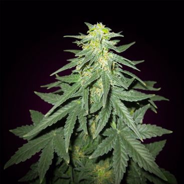 AUTO CHEESE FEMINIZED-image