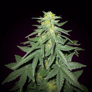 AUTO CHEESE FEMINIZED
