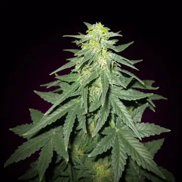 AUTO CHEESE FEMINIZED