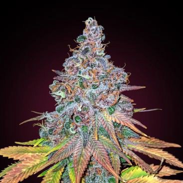 AUTO CHERRY BLOSSOM FEMINIZED