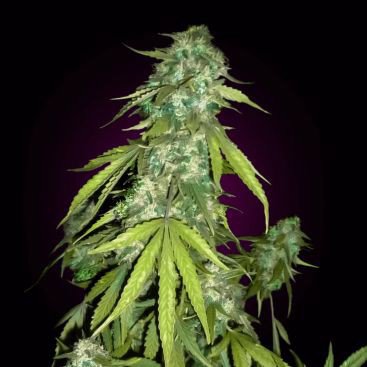AUTO CHRONIC FEMINIZED