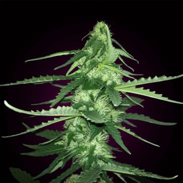 AUTO CRITICAL FEMINIZED-image