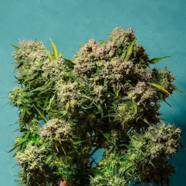 AUTO FRESHBERRY FEMINIZED