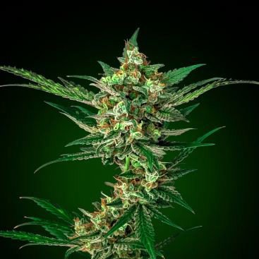 AUTO FRUIT GELATO FEMINIZED