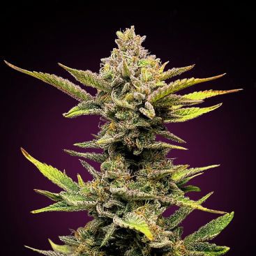 AUTO GIRL SCOUT COOKIES FEMINIZED-image